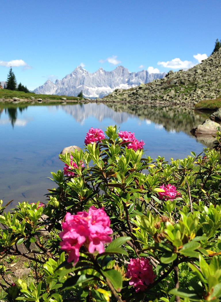 Blooming alpine roses by a clear mountain lake reflecting the peaks with a view of rugged alpine summits. | © Reiteralm Bergbahnen GmbH & Co.KG